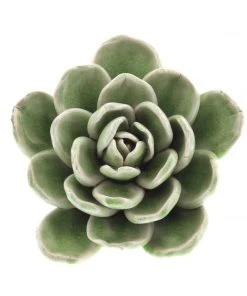 Poppy & Vale Succulent Ceramic LRG