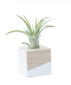 Savvie Studio Cube Air Plant Magnet - White Poppy Picks