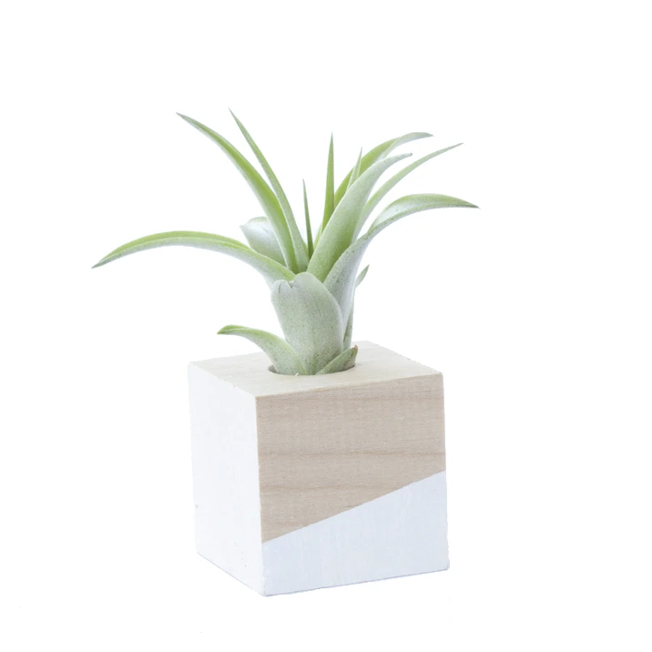 Savvie Studio Cube Air Plant Magnet - White Poppy Picks 1 Savvie Studio Cube Air Plant Magnet - White Poppy Picks
