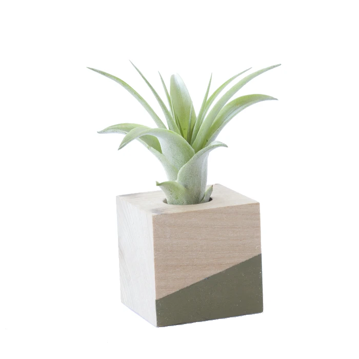 Savvie Studio Cube Air Plant Magnet - Olive 1 Savvie Studio Cube Air Plant Magnet - Olive